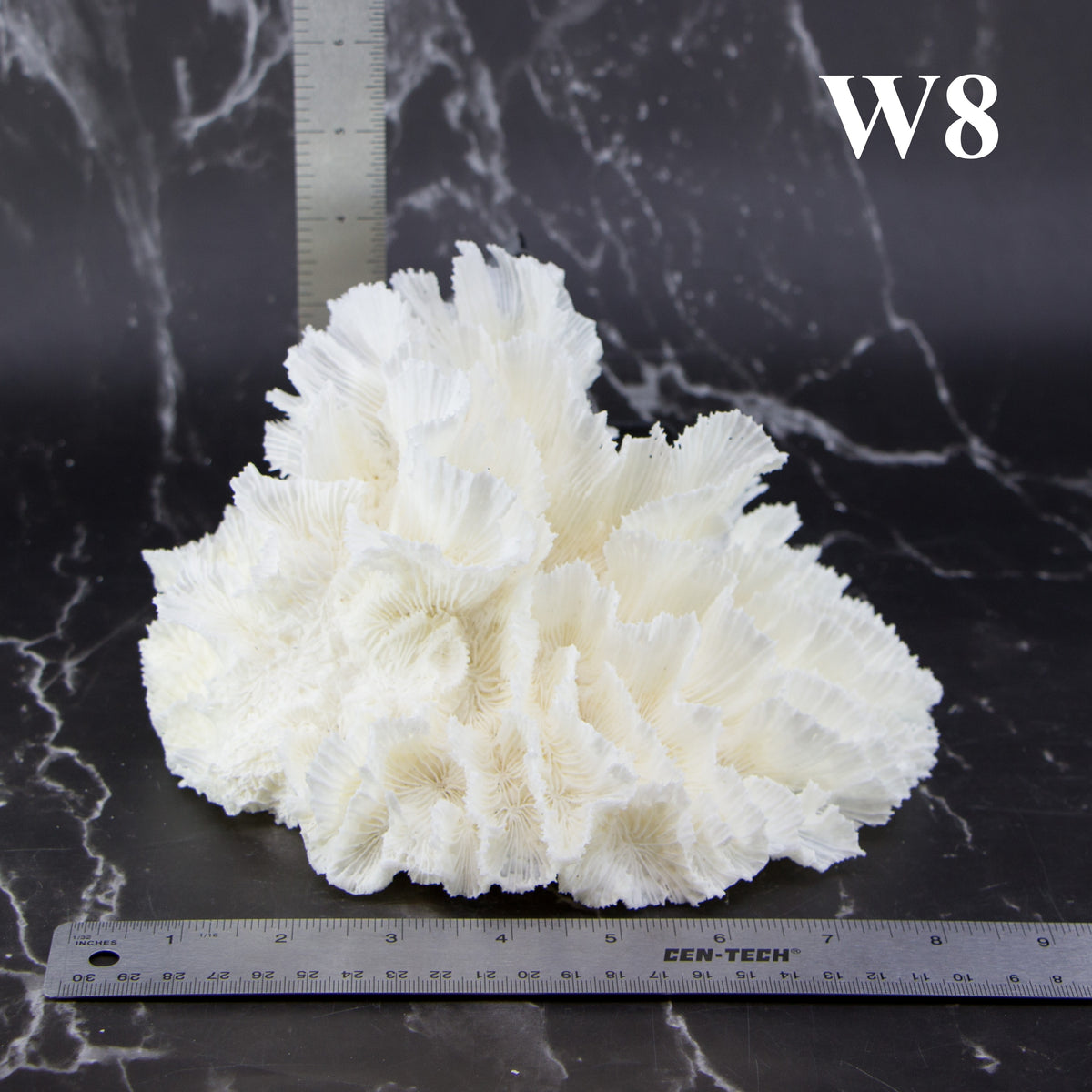 Lettuce Coral 7-10"