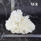 Lettuce Coral 7-10"
