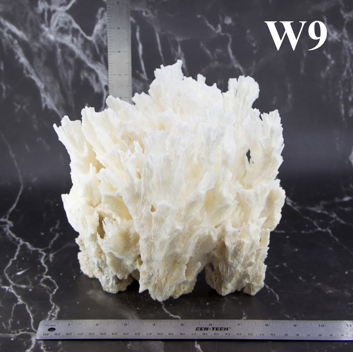 Lettuce Coral 7-10"