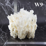 Lettuce Coral 7-10"