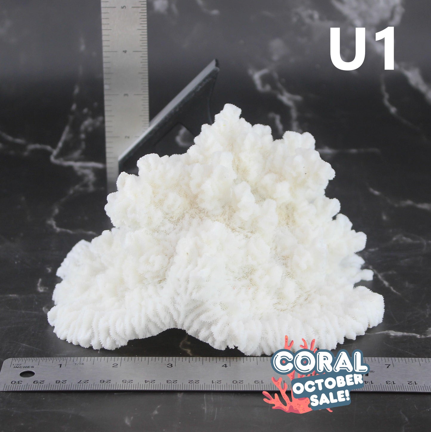 Merulina Coral 7-10"