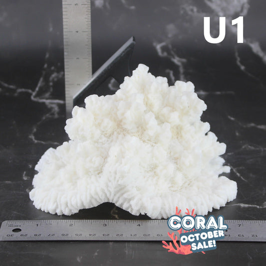 Merulina Coral 7-10"