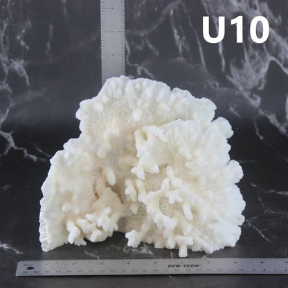 Merulina Coral 7-10"