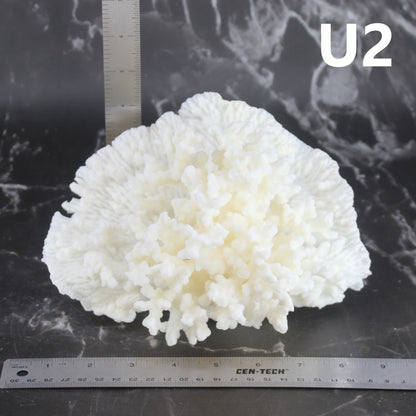 Merulina Coral 7-10"