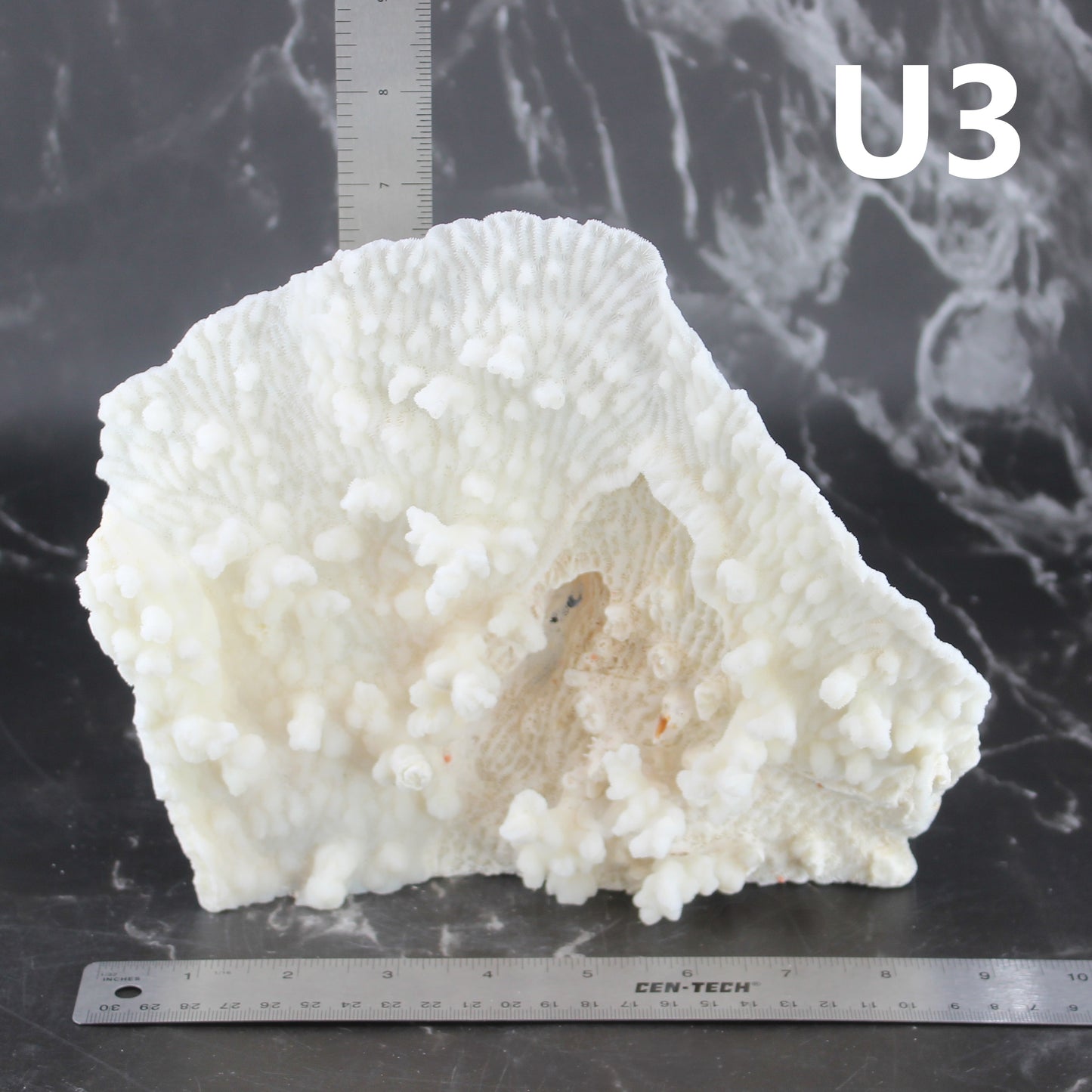 Merulina Coral 7-10"