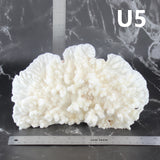 Merulina Coral 7-10"
