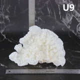 Merulina Coral 7-10"