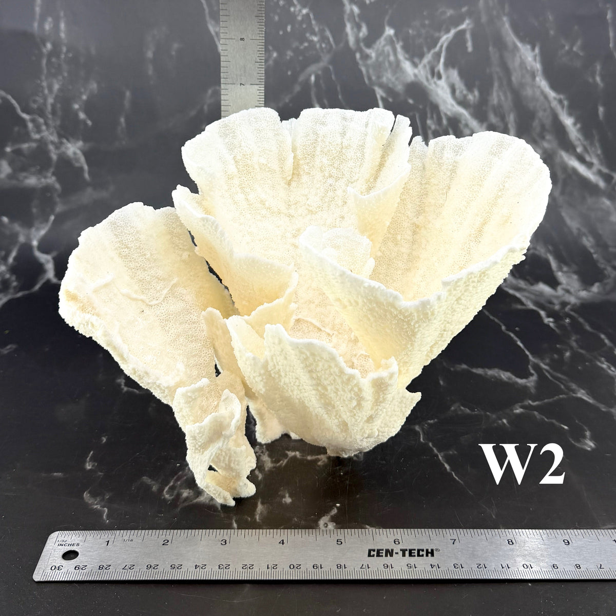 Poca Coral 7-10"