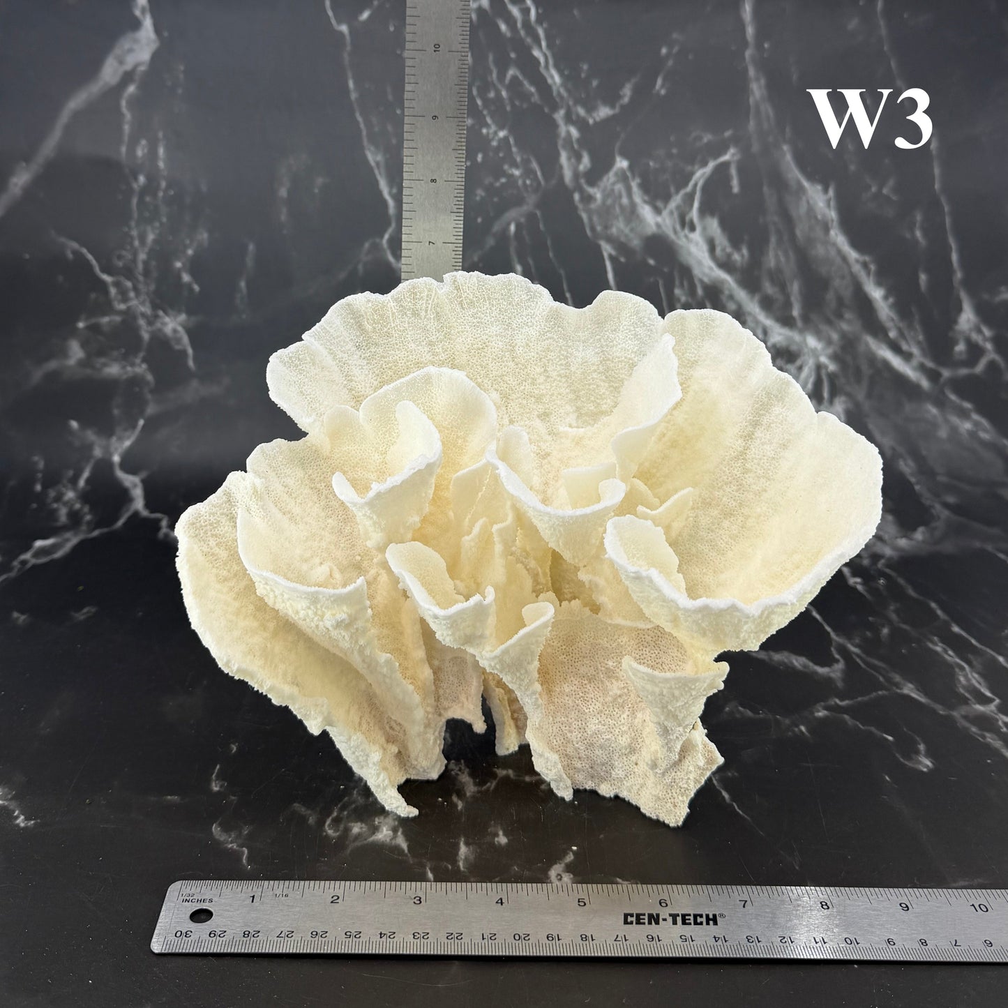 Poca Coral 7-10"