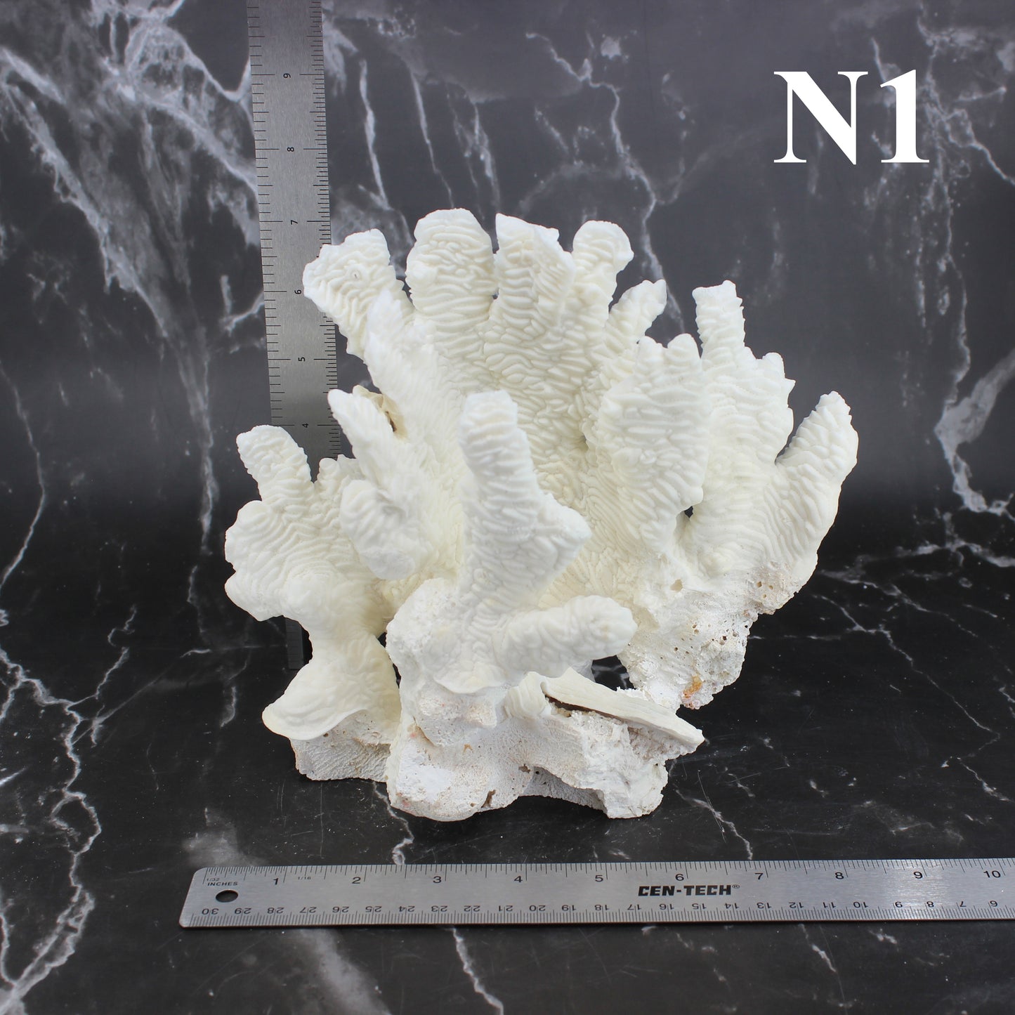 Rugosa Coral 7-10"