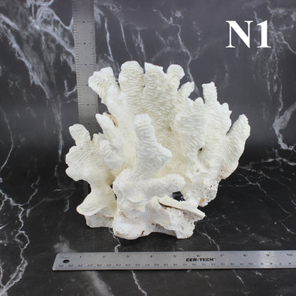 Rugosa Coral 7-10"