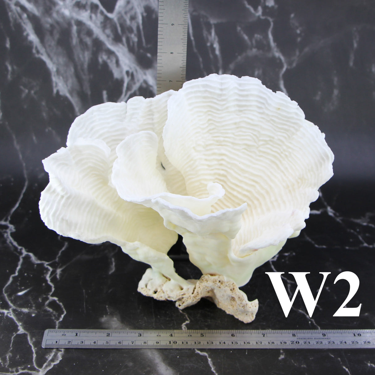 Rugosa Coral 7-10"