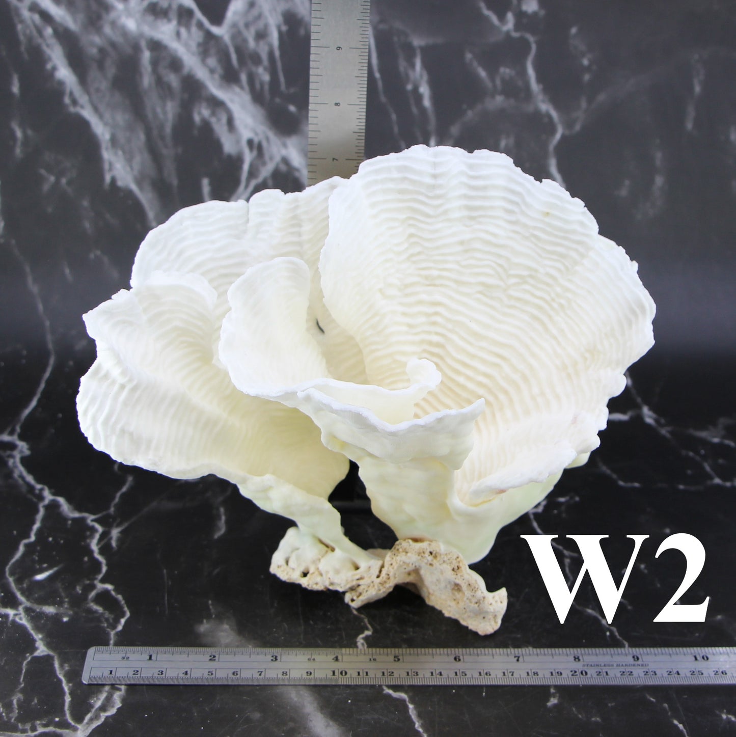 Rugosa Coral 7-10"
