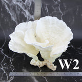 Rugosa Coral 7-10"