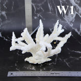 Staghorn Coral 7-10"