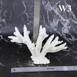 Staghorn Coral 7-10"