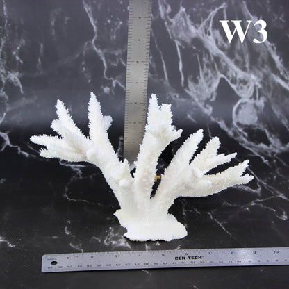 Staghorn Coral 7-10"