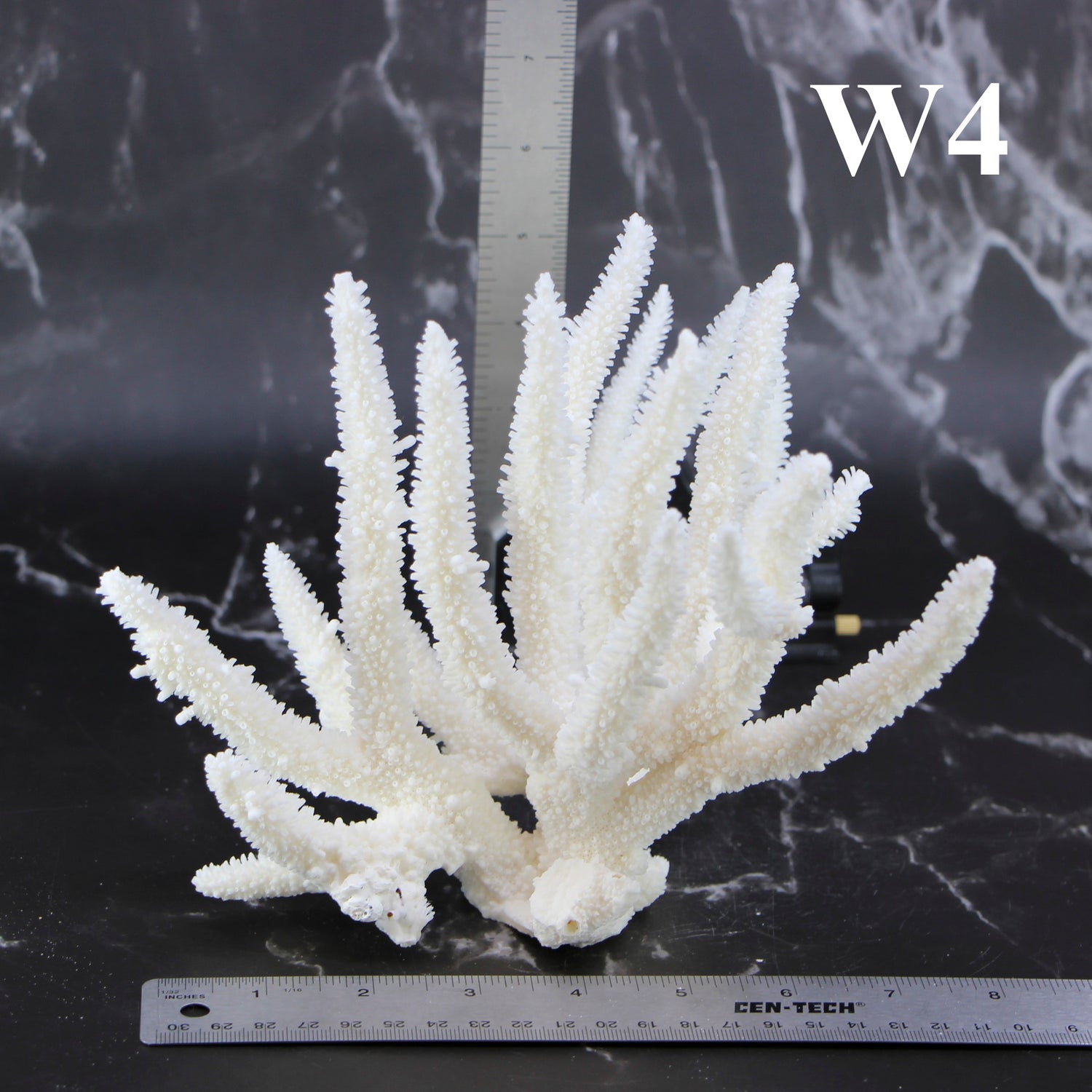 Staghorn Coral 7-10"