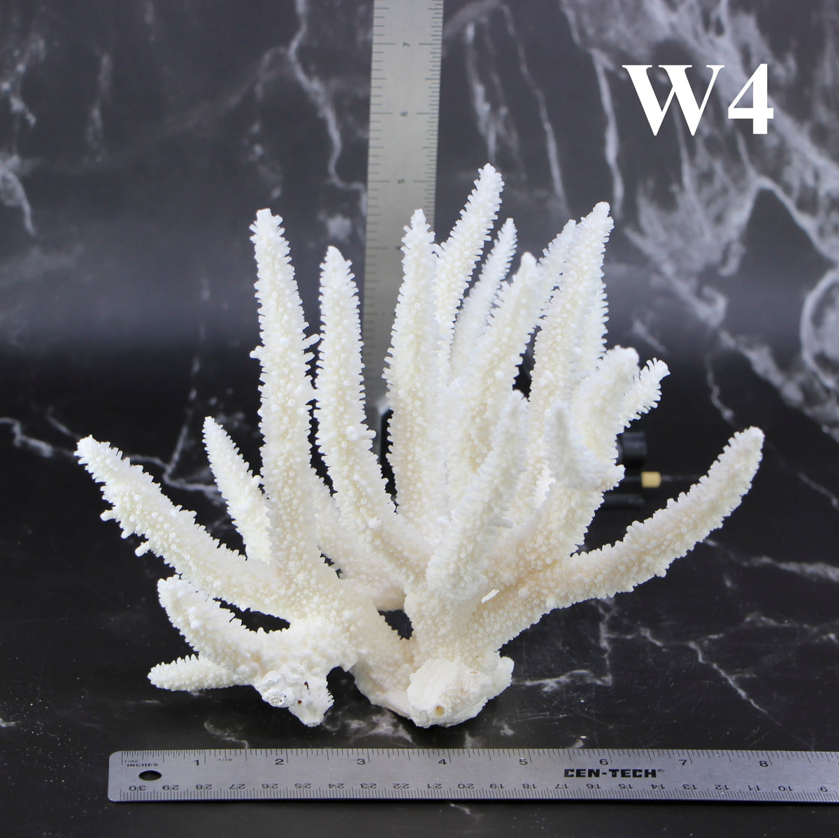 Staghorn Coral 7-10"