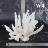 Staghorn Coral 7-10"