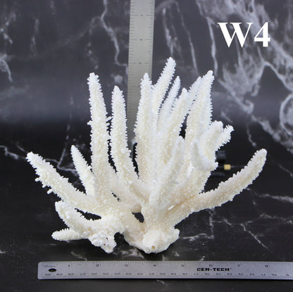 Staghorn Coral 7-10"