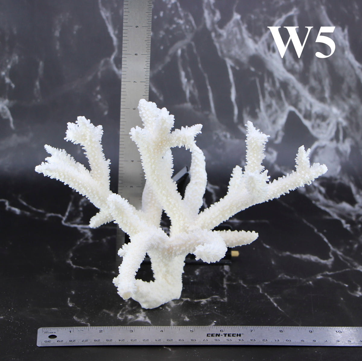 Staghorn Coral 7-10"