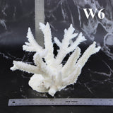 Staghorn Coral 7-10"