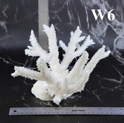 Staghorn Coral 7-10"