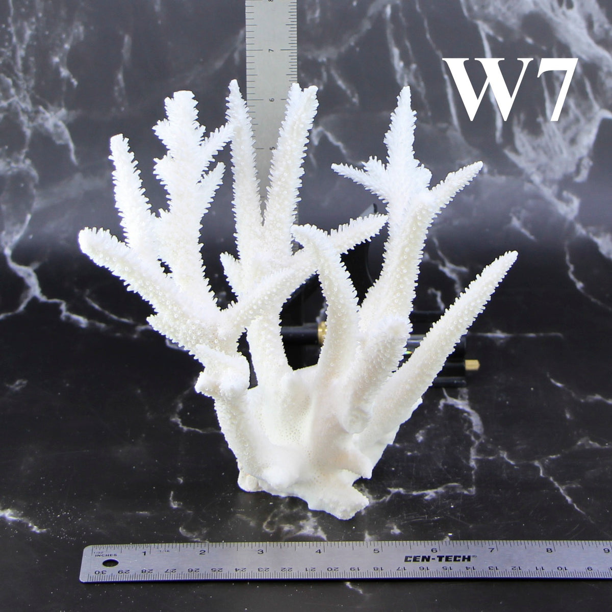Staghorn Coral 7-10"