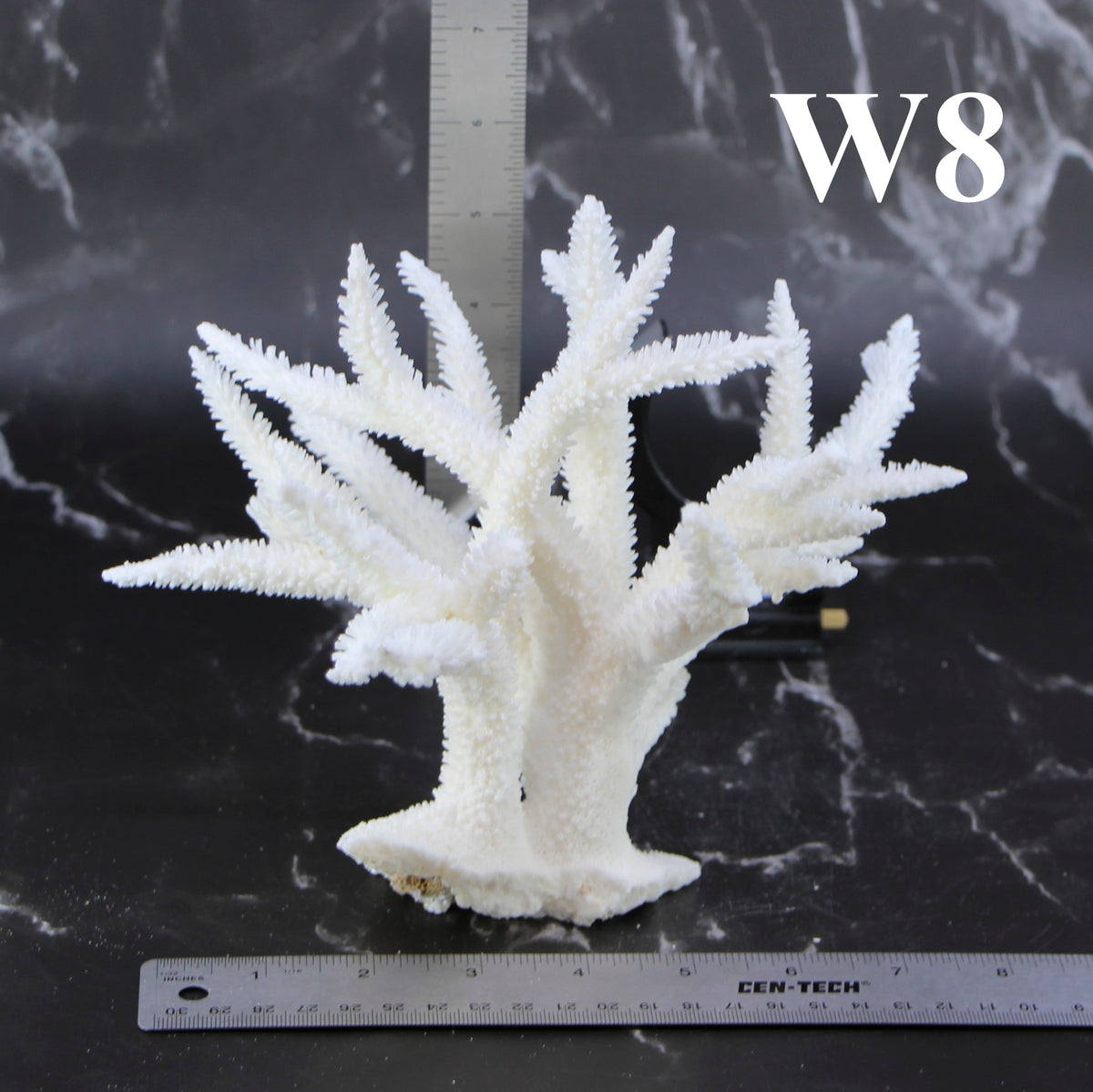 Staghorn Coral 7-10"
