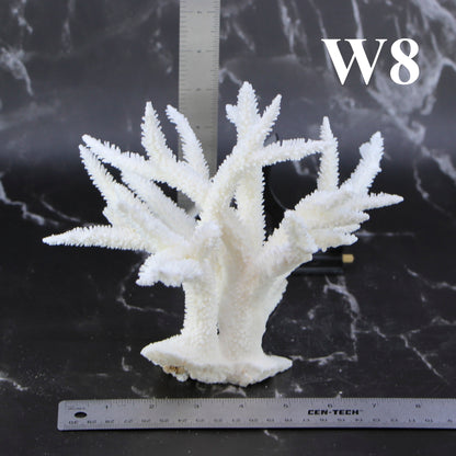 Staghorn Coral 7-10"