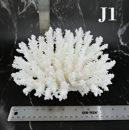 Table Coral 7-10"