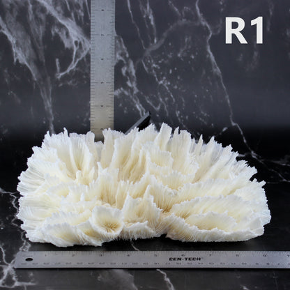 Lettuce Coral 7-10"