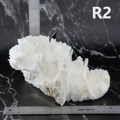 Lettuce Coral 7-10"