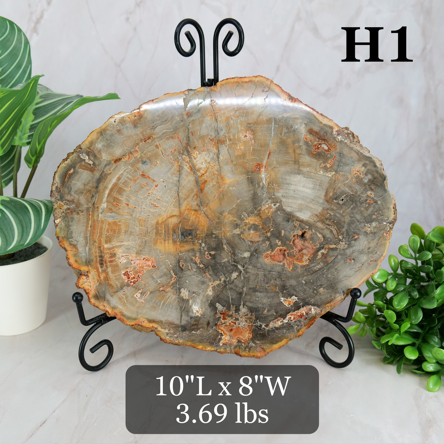 Petrified Wood Slabs 7-10"