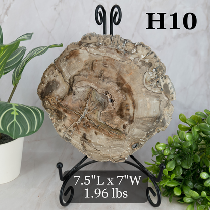 Petrified Wood Slabs 7-10"