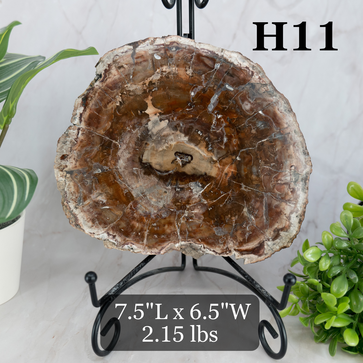 Petrified Wood Slabs 7-10"
