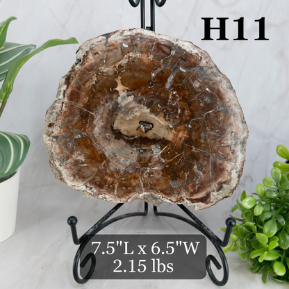 Petrified Wood Slabs 7-10"