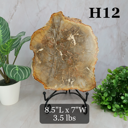 Petrified Wood Slabs 7-10"