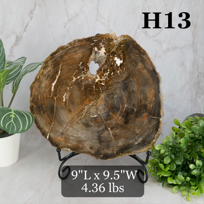 Petrified Wood Slabs 7-10"