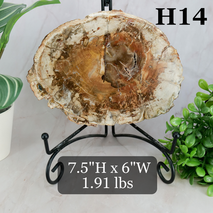 Petrified Wood Slabs 7-10"