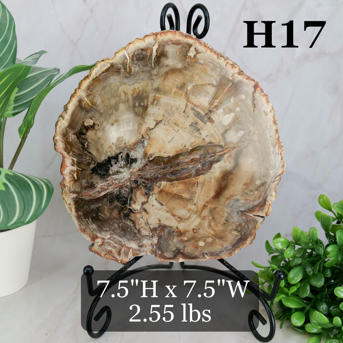 Petrified Wood Slabs 7-10"