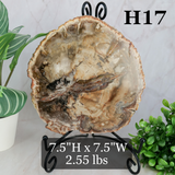 Petrified Wood Slabs 7-10"