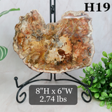 Petrified Wood Slabs 7-10"