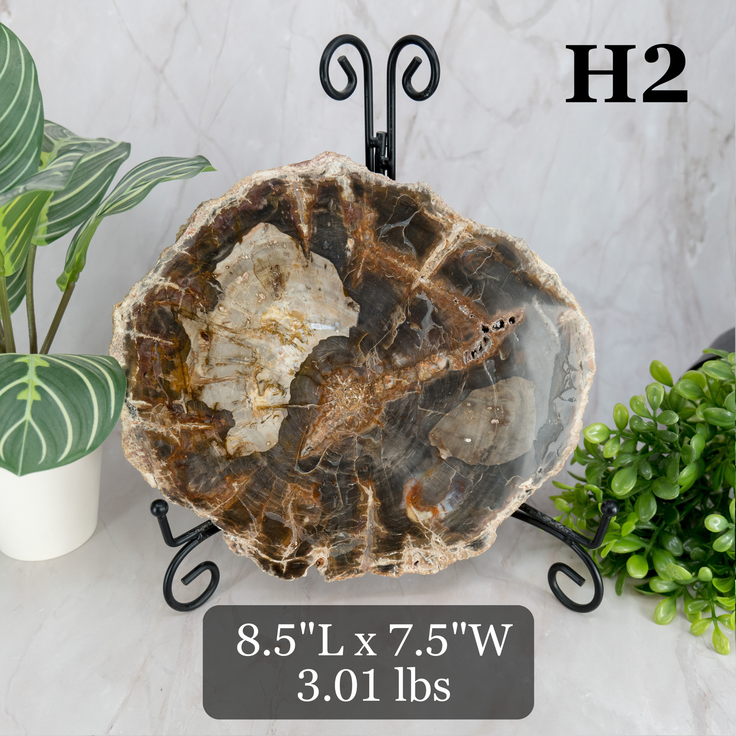 Petrified Wood Slabs 7-10"