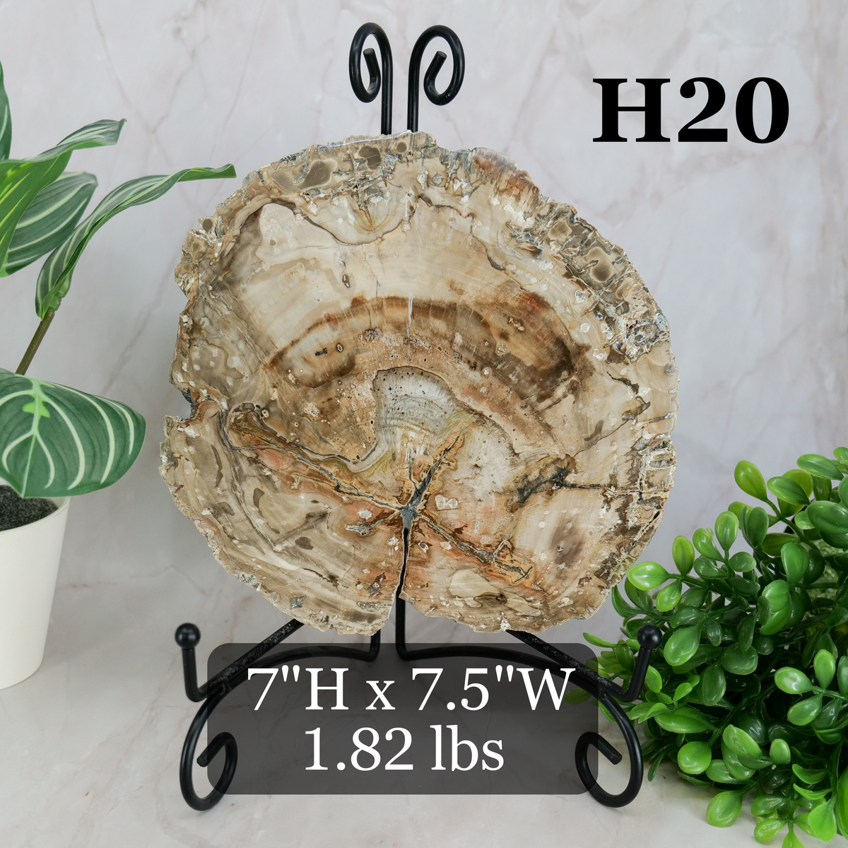 Petrified Wood Slabs 7-10"
