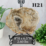 Petrified Wood Slabs 7-10"