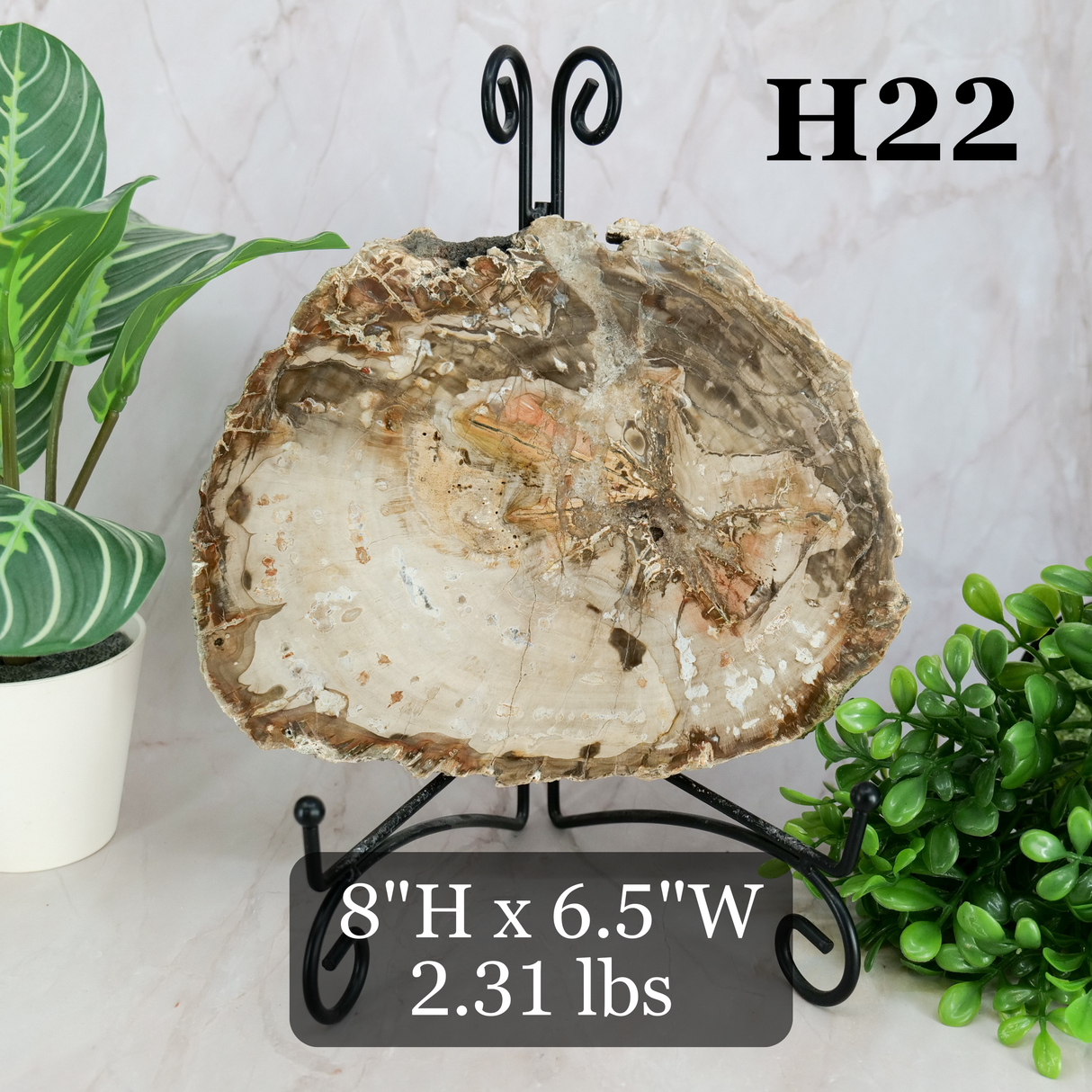 Petrified Wood Slabs 7-10"