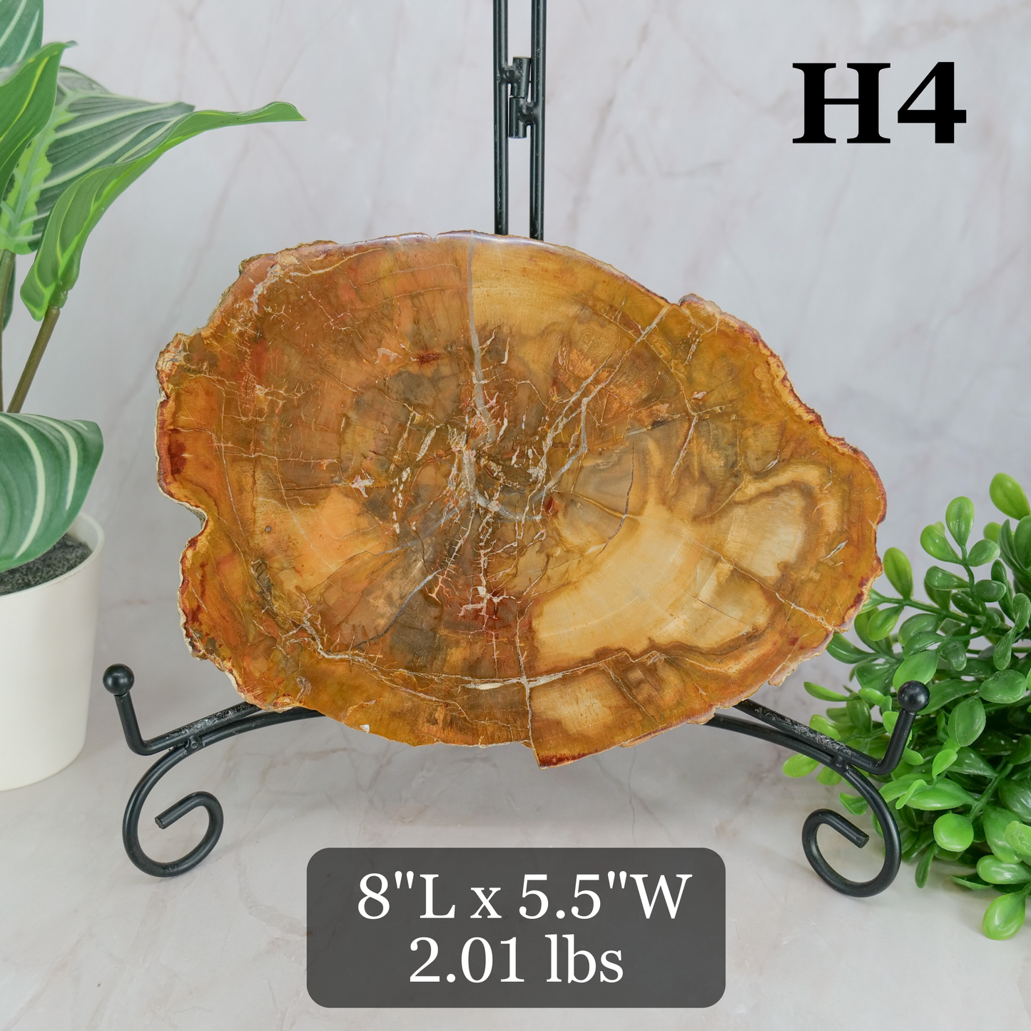 Petrified Wood Slabs 7-10"
