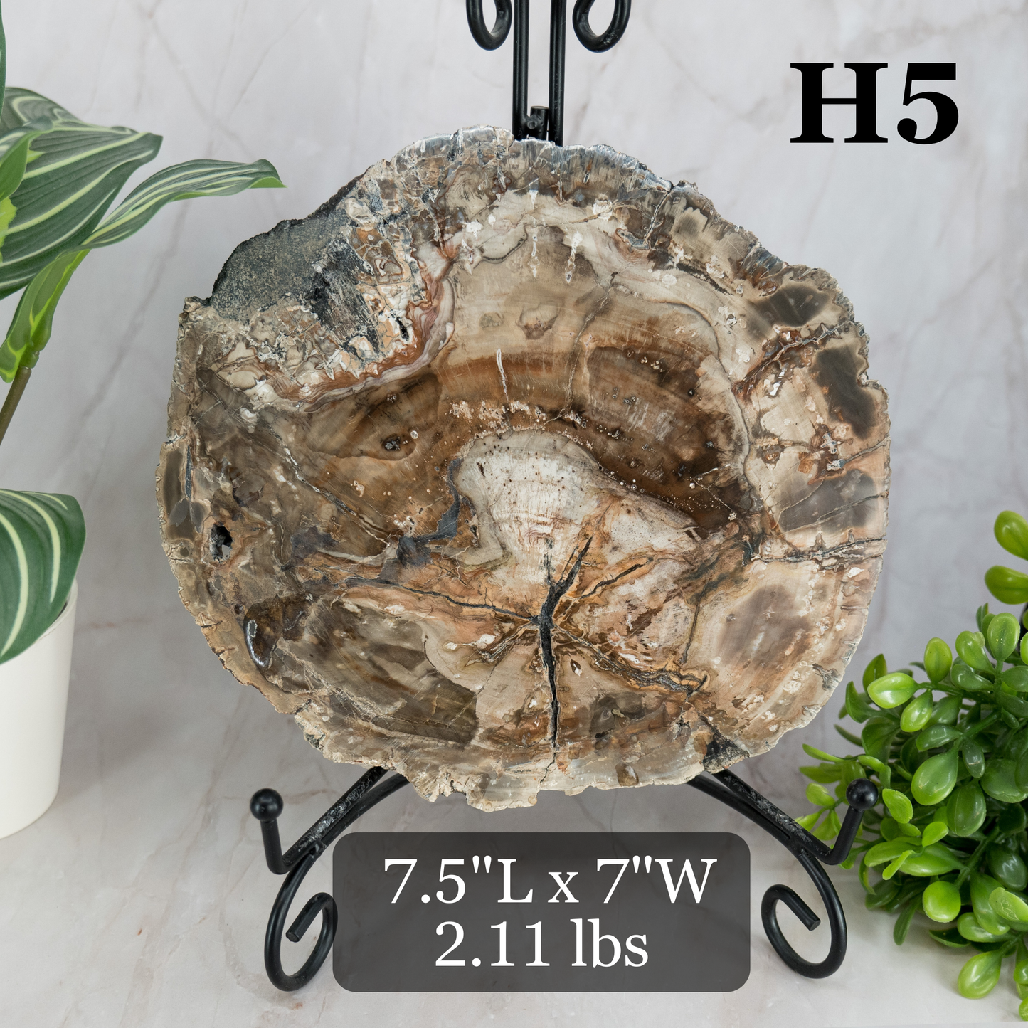 Petrified Wood Slabs 7-10"